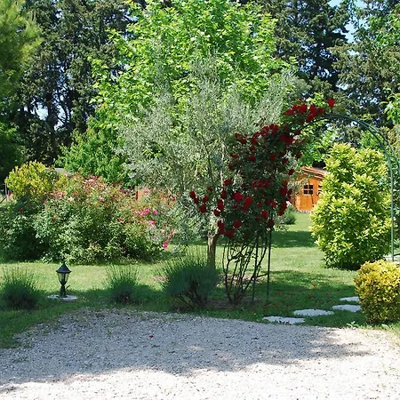 Tybolea * Cavaillon